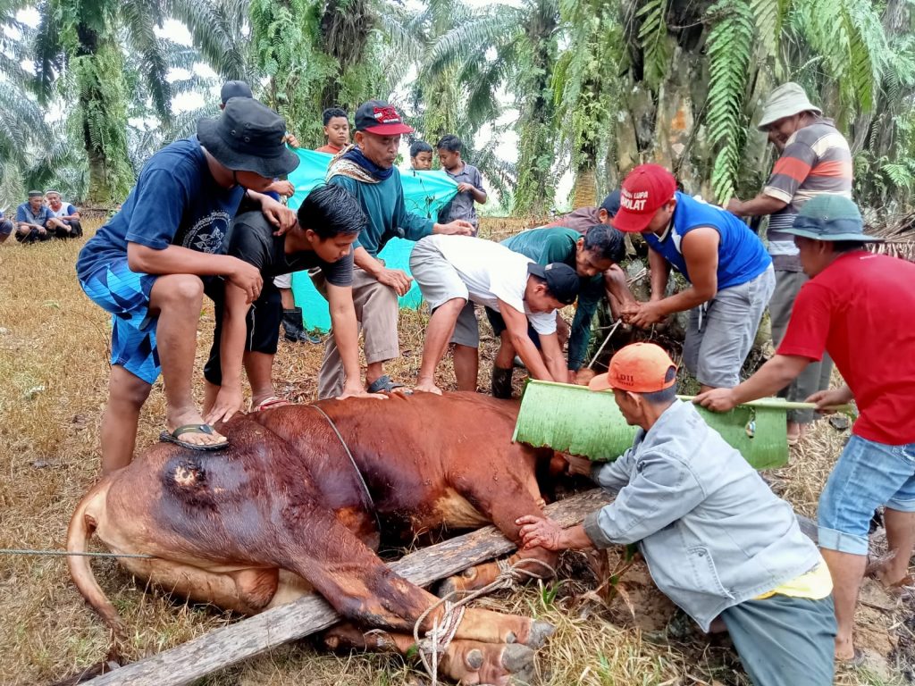 qurban_sapi_ldii_inhu