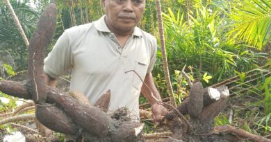 Perkuat Ketahanan Pangan, Ketua PC LDII Kecamatan Ukui Manfaatkan Lahan untuk Tanam Ubi